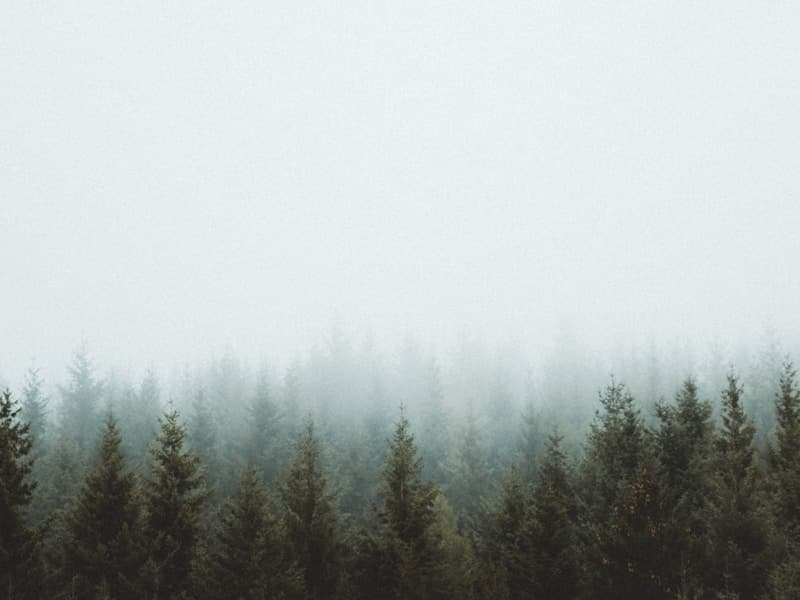 Plantes médicinales